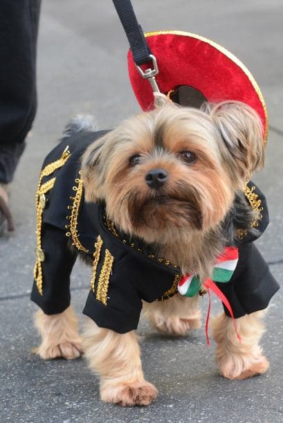 ¡El mariachi loco quiere bailar! Si te gusta el folklor y el tequila, un colorido disfraz de mariachi para tu pequeño amigo lo hará lucir genial para salir a pedir “Trick or Treat”.