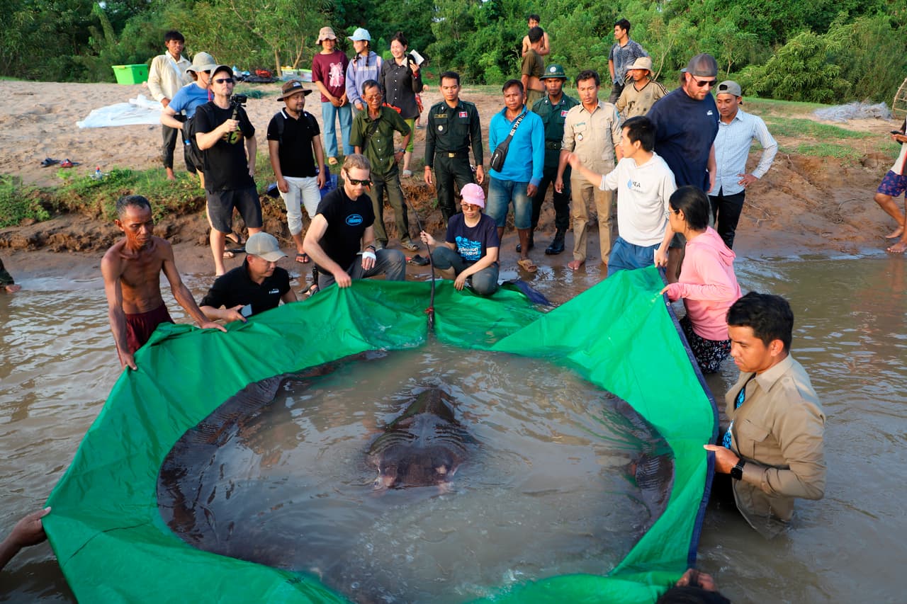 Pesa 660 libras: mira la foto del pez de agua dulce más grande jamás capturado 