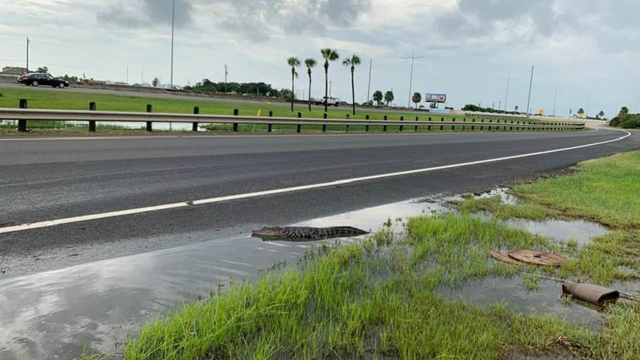 El miércoles 18 de septiembre durante el paso de
<a href="https://www.univision.com/local/houston-kxln/se-espera-mucha-lluvia-esto-es-lo-que-se-sabe-sobre-la-depresion-tropical-imelda">Imelda</a>, se reportó que un lagarto fue encontrado en Galveston.