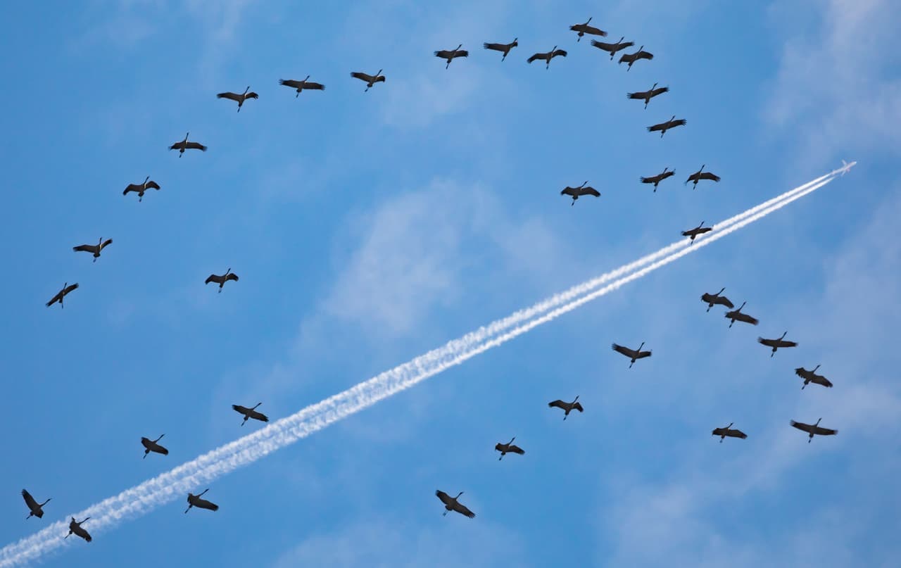 <b>Una bandada de pájaros (Marzo 17 de 2015)</b>
<br>El vuelo 1320 de American Airlines tuvo que regresar al aeropuerto John F. Kennedy después de haberse topado con una bandada de pájaros durante su trayecto. “Vamos a tener que regresar porque nos hemos topado con pájaros y no sabemos si han ocasionado daños”, advirtió el piloto que, 
<a href="http://newyork.cbslocal.com/2015/03/17/plane-forced-to-return-to-jfk-after-bird-strike/">según registró CBS</a>, logró llevar a los 134 pasajeros seguros de vuelta al aeropuerto.
