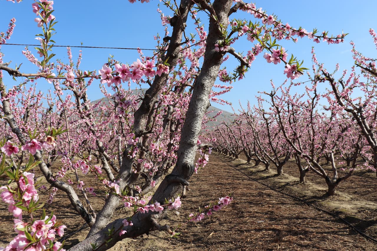 El próximo 29 de febrero y 1 de marzo, se llevará a cabo el Blossom Bus Tour, el cual consiste en un recorrido por las 60 millas de sendero florido. Tiene un valor de $85 por persona, e incluye desayuno, almuerzo, cata de vino y un tour por todo el sendero. Para más información de este evento, 
<a href="http://www.goblossomtrail.com/images/2020/BlossomBus2020.jpg" target="_blank">puedes seguir este enlace. </a>