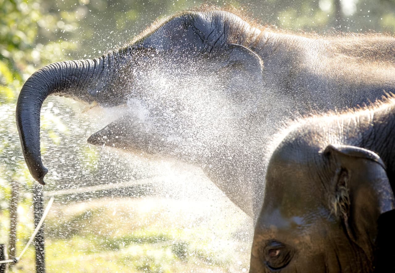 A nadie le gusta estar sentado con calor, todo sudado y sintiéndote mal, tampoco a los animales. La mejor forma en la que se puede contribuir a mejorar esa condición es tratando de mantener la temperatura de tu cuerpo baja con agua. Este elefante en Roterdam, está disfrutando ser rociado con agua.