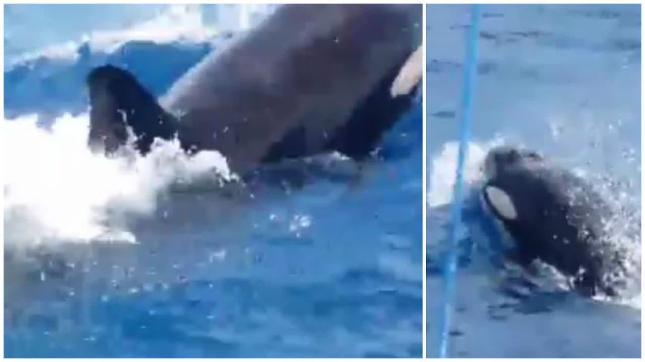 ¡Impresionante! Pescadores graban orcas cerca de su bote en Puerto Rico