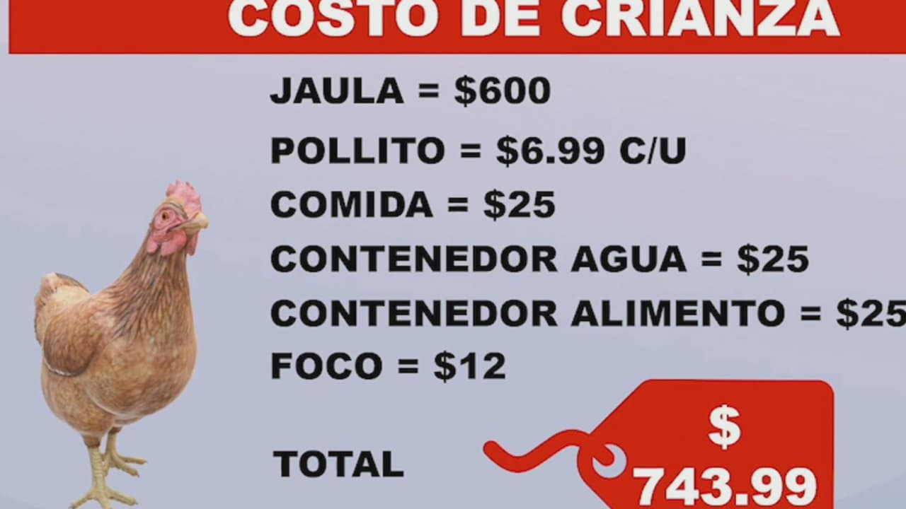 Criar gallinas ante el alza de precio del huevo: ¿es conveniente?