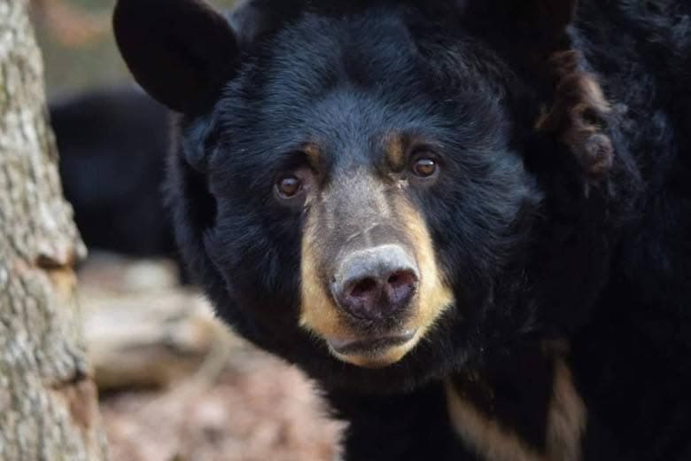 Son numerosas las expresiones de luto por 
<b><a href="https://www.univision.com/local/atlanta-wuvg/matan-heehaw-burro-bebe-georgia-donativos-gofundme-busqueda-justicia-supera-100-mil" target="_blank">la muerte</a> de Odi</b>, 
<b>una de las osas negras más emblemáticas</b> del 
<b>área de Gwinnett.</b>
<br>El deterioro de su estado de salud y su comportamiento llevaron a que los responsables del 
<b>Santuario de Vida Silvestre del Río Amarillo </b>tomaran la
<b> "difícil decisión" </b>de practicarle la
<b> eutanasia</b>.