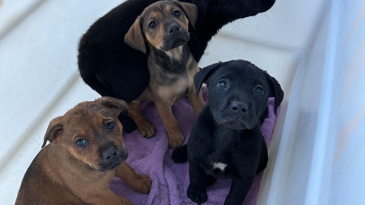 Los perritos fueron rescatados por unos "héroes" que fueron testigos del abandono de estos. Ellos hablaron a los animalistas para que los pusieran a salvo. Una buena noticia es que estos 
<b>perritos estarán en adopción en PetSmart Montgomery Plaza, de 10:00 am a 1:00pm. </b>