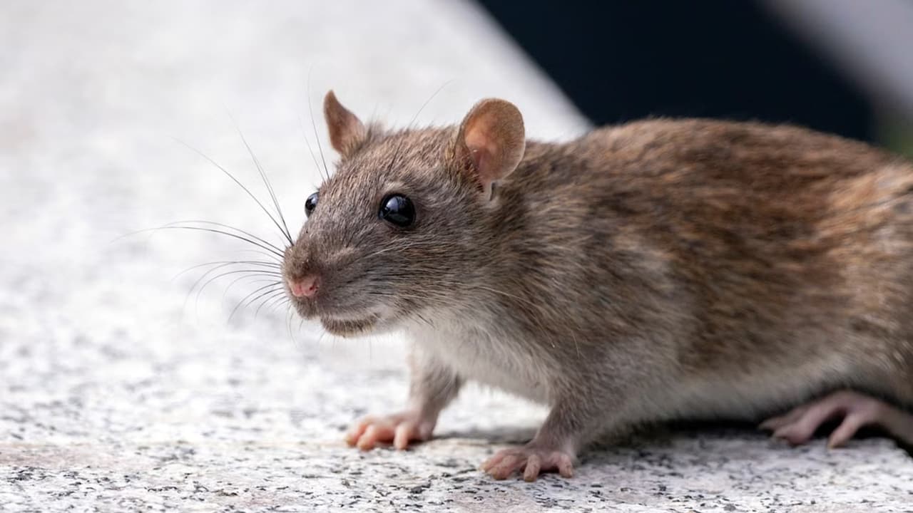 Filadelfia nombre "gerente de control de ratas" para combatir la plaga