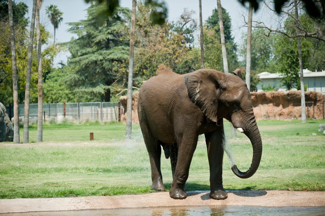 Familias disfrutaron del Día de la Familia en el Zoológico de Fresno