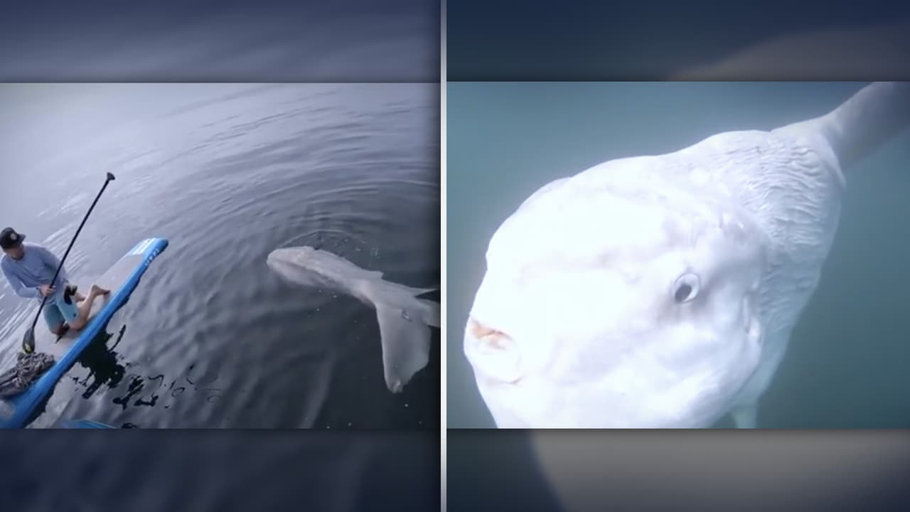 Hombre remaba en Laguna Beach y halló el pez más grande y feo nunca antes visto