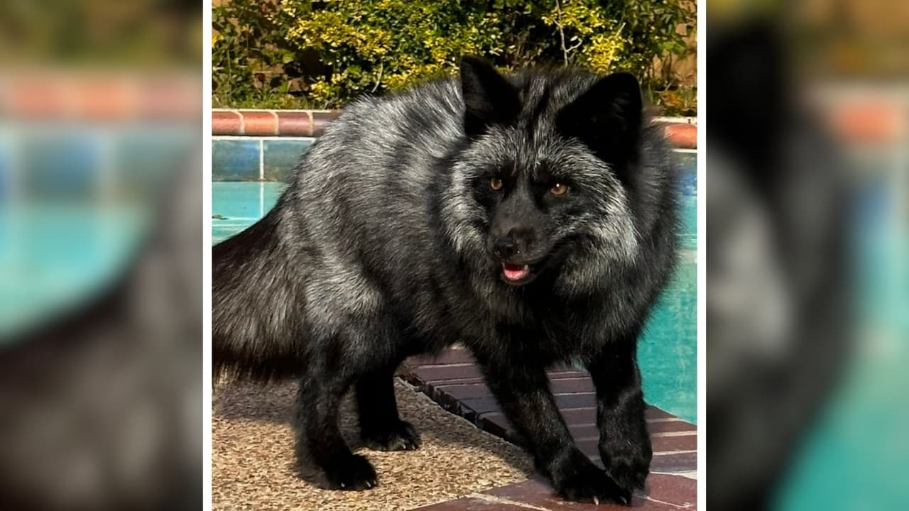 En el estado de Texas, la Ley de Protección de Animales Silvestres permite tener zorros como mascotas.