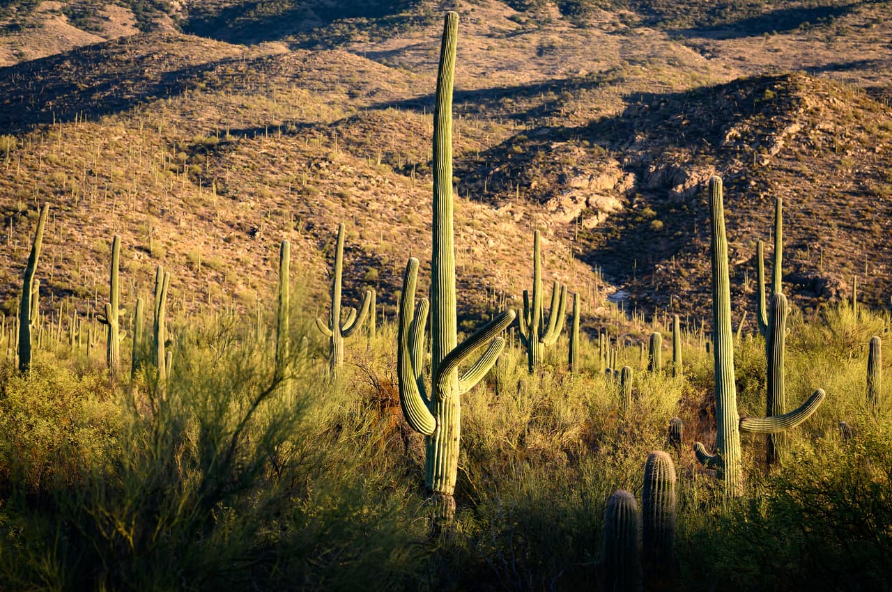 Símbolo de la región suroeste,
<b> los saguaros enfrentan amenazas crecientes</b>, a causa del calor extremo y de la expansión urbana.