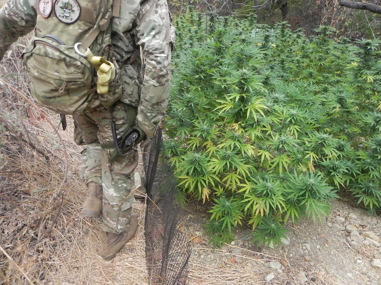 Los agentes policiacos encontraron casi 400 plantas de cannabis se cultivaron en una cañada cerca de una comunidad en el este del condado de Los Ángeles.