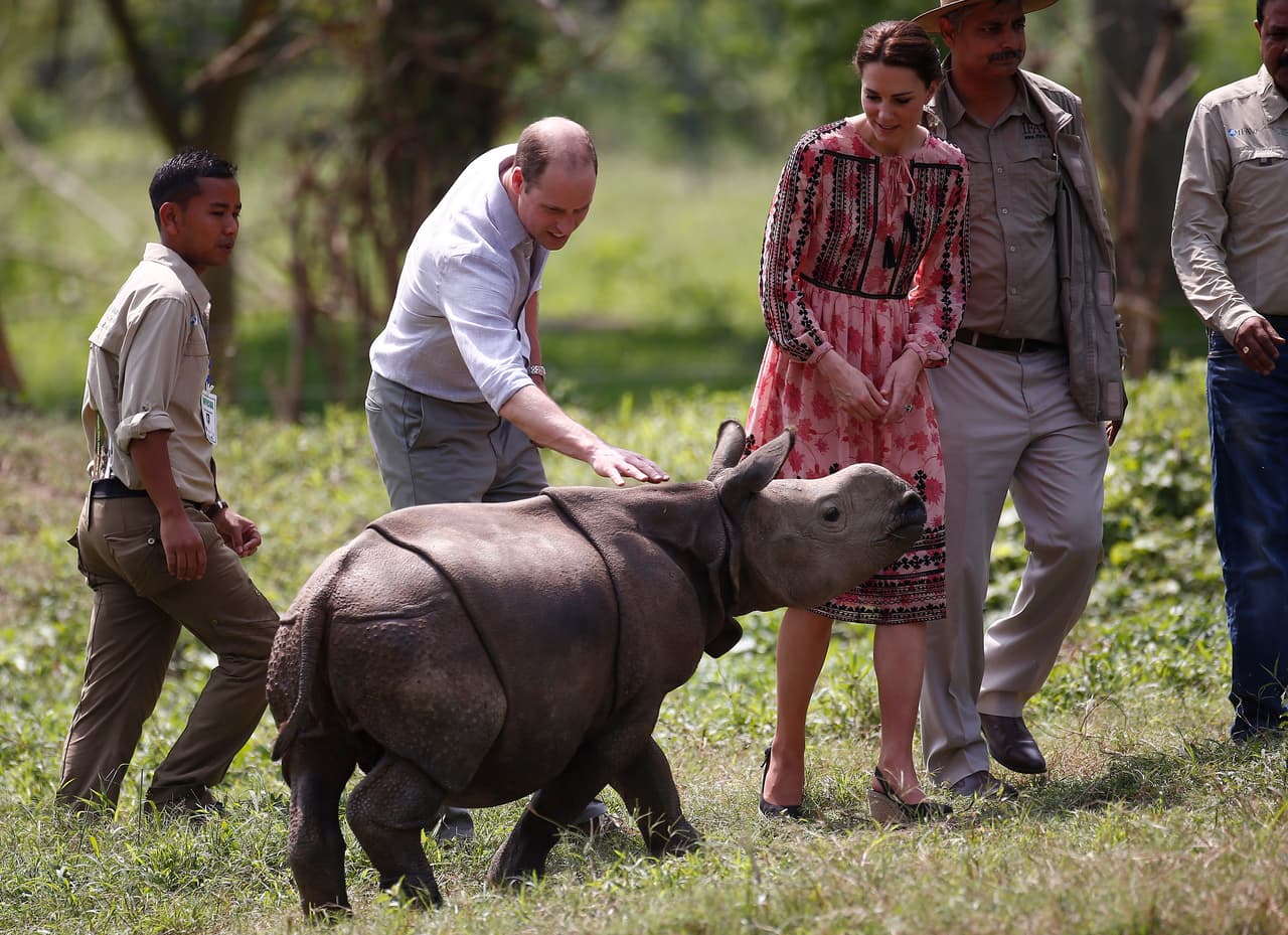 TOPSHOT - Britain's Prince William (2nd L), Duke of Cambridge, and Britain's Catherine, Duchess of Cambridge, meet a rhino calf at the Centre for Wildlife Rehabilitation and Conservation (CWRC) at Panbari reserve forest in Kaziranga in the northeastern state of Assam on April 13, 2016. / AFP / POOL / ADNAN ABIDI (Photo credit should read ADNAN ABIDI/AFP/Getty Images)