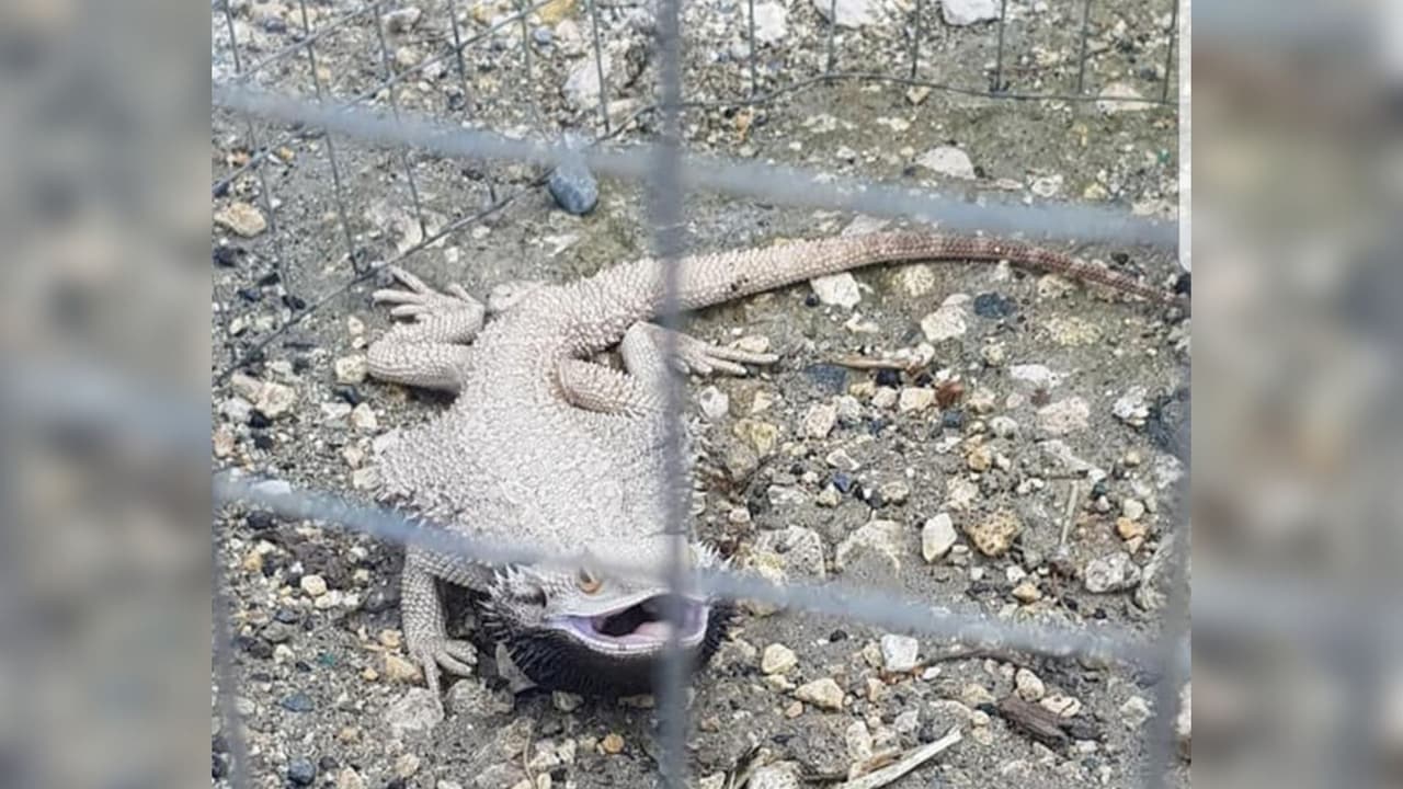 Un dragón barbudo, que no es originario de Puerto Rico, es rescatado en Moca