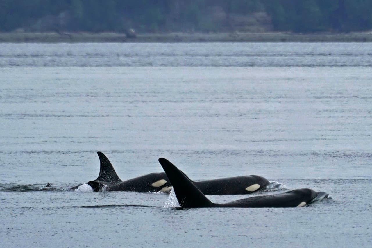 El misterio de los ataques de orcas que siguen haciendo naufragar veleros en el Atlántico