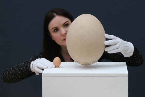 Aquí podemos ver la diferencia entre el huevo del ave elefante y un huevo de gallina.