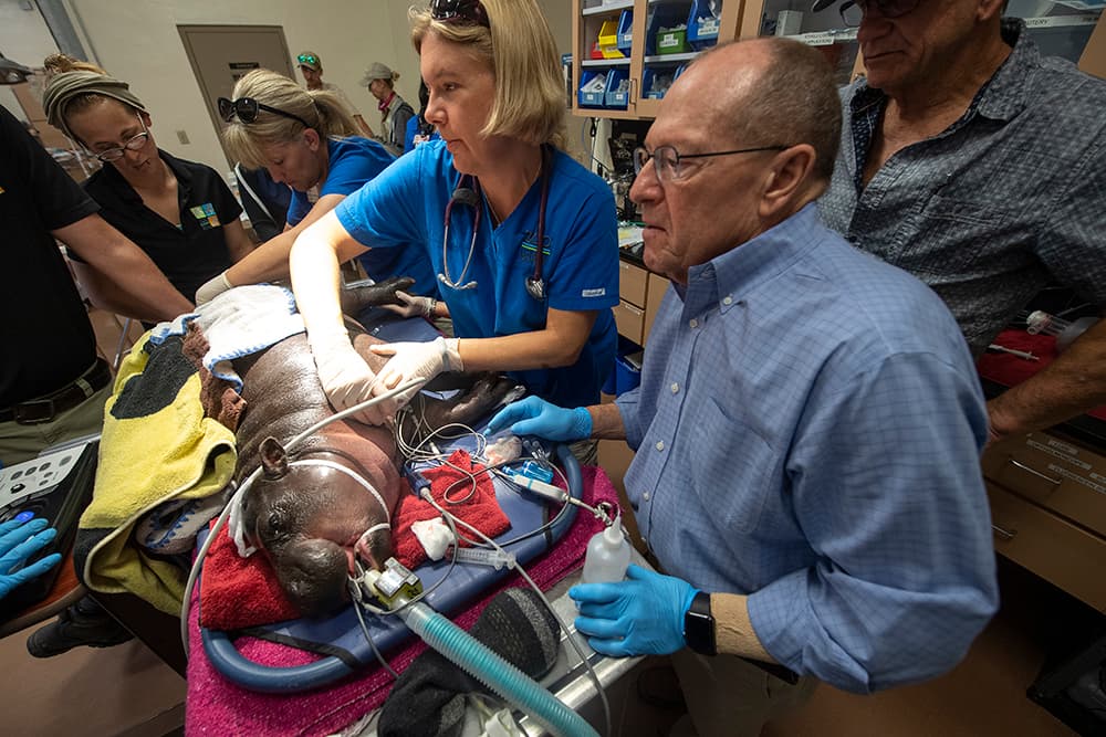 La Dra. Woody Hayes mira las imágenes del ultrasonido que le realizó la Dra. Gaby Flacke, mientras que la Dra. Gwen Myers y la cuidadoraTabitha Miller intentan extraer sangre de una pierna trasera. 
<br>