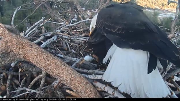 Jackie ahora cuida con mayor empeño al segundo huevo. Las imágenes del instinto materno y paterno de esta pareja de animales ha hecho exclamar a los miles de seguidores de sus redes sociales.