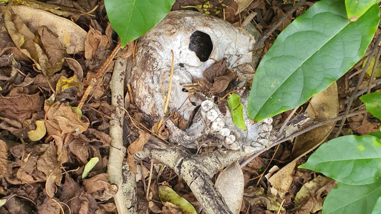 Investigan hallazgo de cráneo humano en Arecibo