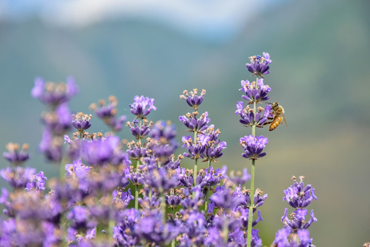 Carolina del Norte tiene una miel muy particular: es de color morado y nada tiene que ver con colorantes. Se trata de un producto de origen completamente natural que se produce 
<b>en varias regiones del estado,</b> considerado 
<b>el único lugar del mundo</b> donde se 
<b><a href="https://www.univision.com/local/north-carolina-wuvc/miel-morada-el-curioso-tesoro-natural-que-esconde-carolina-del-norte" target="_blank">da la miel morada.</a></b>