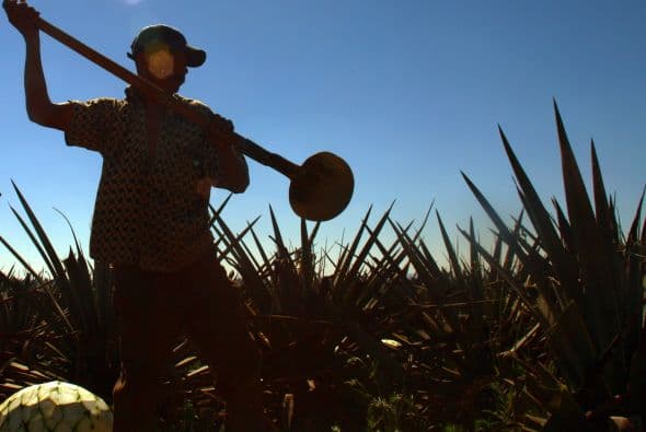 La víspera ocho empresas tequileras estuvieron presentes en el evento con el objetivo de compartir sus planes a futuro en la industria.