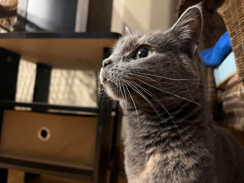 Las versiones sin evidencia que acusan a haitianos de sacrificar mascotas de sus vecinos en Ohio para comérselas