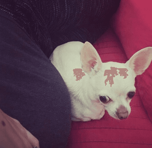 Boo es una perrita adorable y cuida a su mami y a sus hermanitos todo el tiempo.