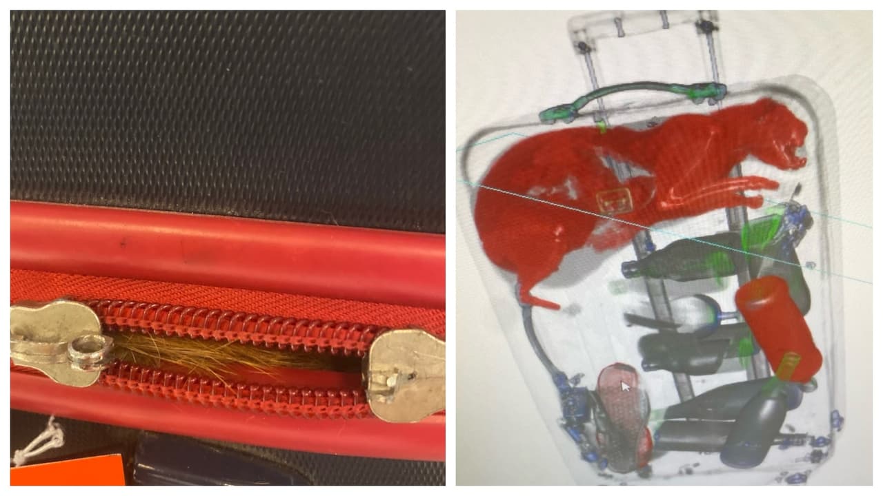 Encuentran gato color naranja dentro de una maleta en el aeropuerto JFK en Nueva York