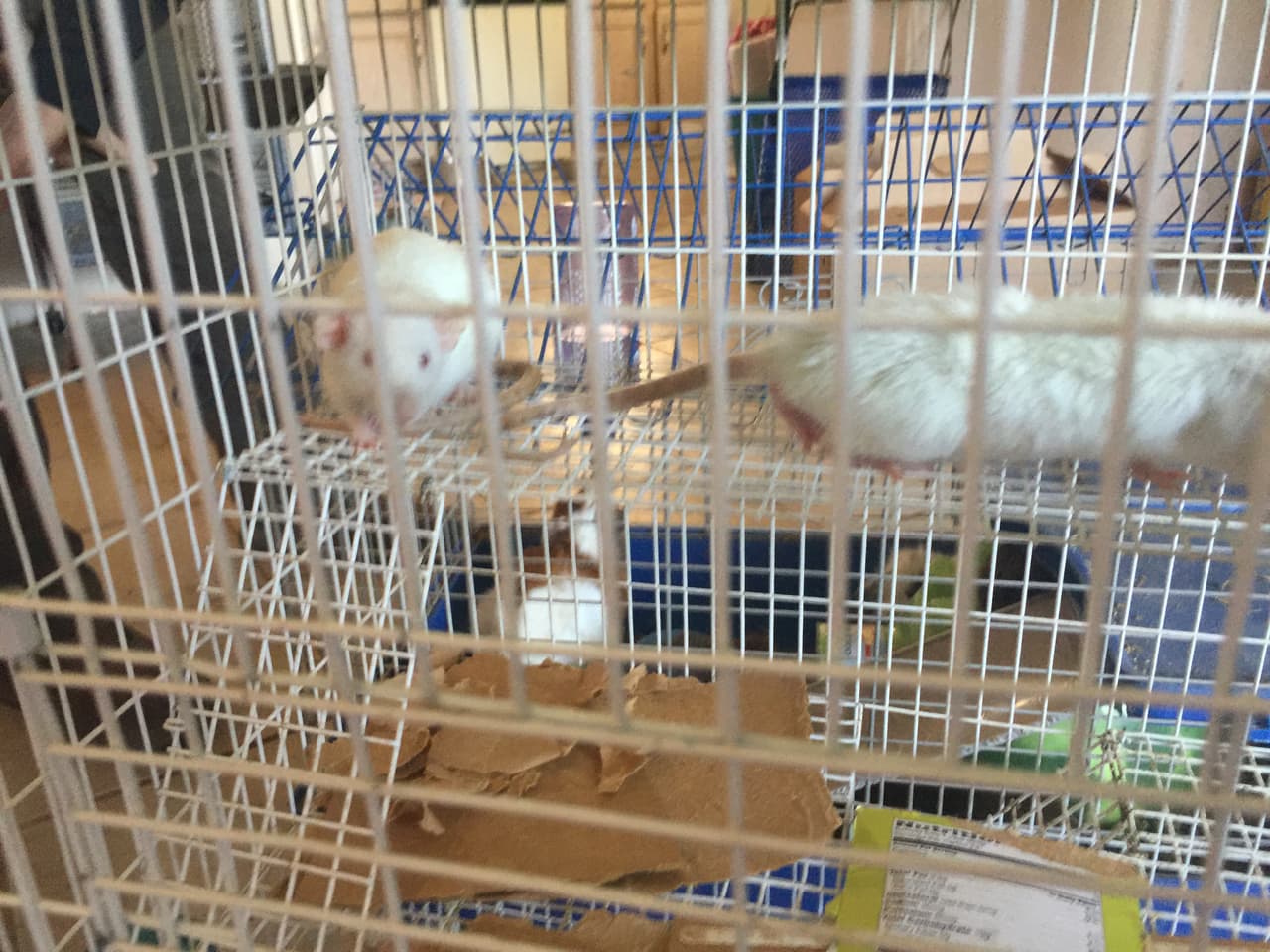 Hámsters entre los animales incautados.