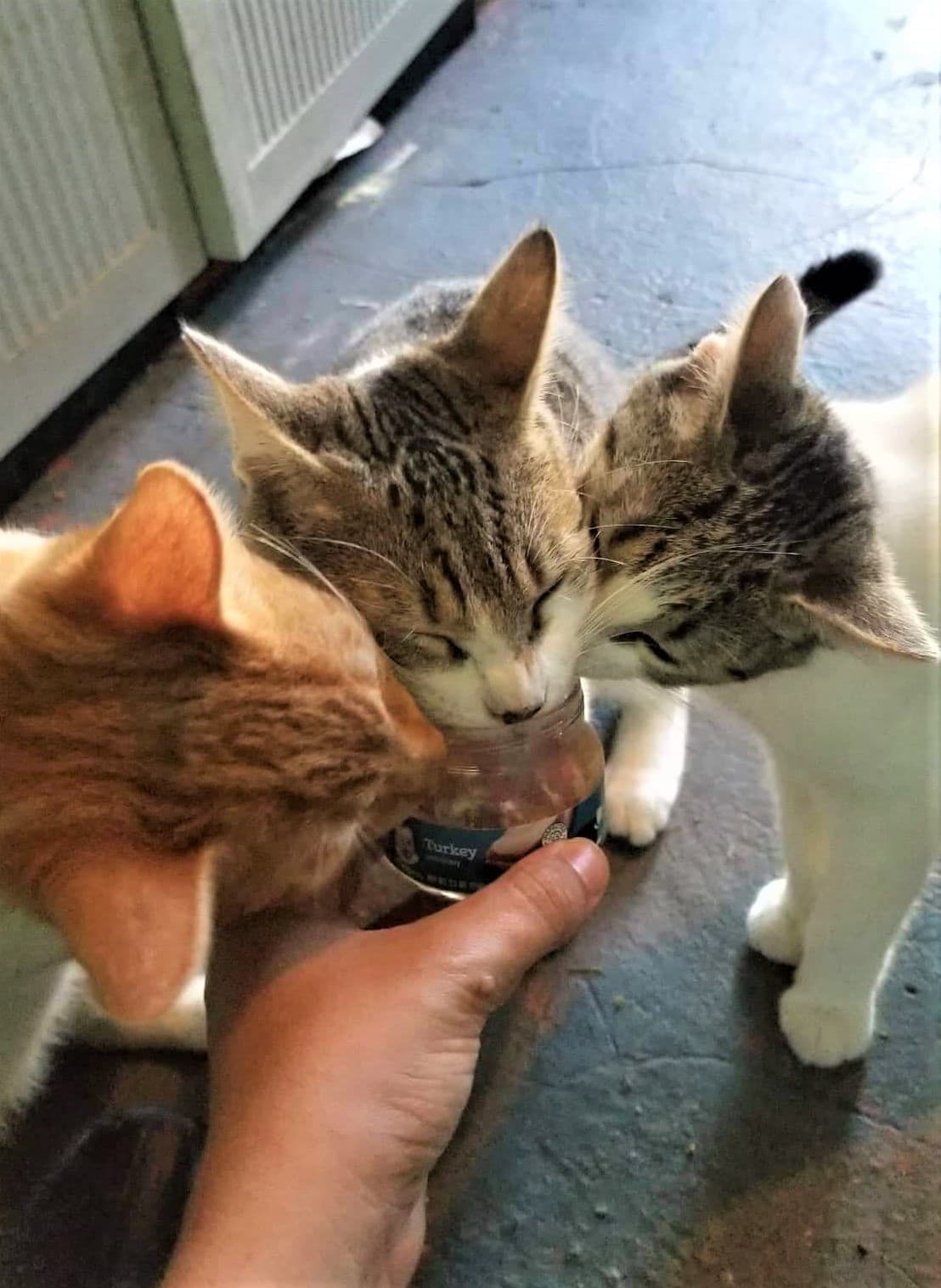 Sasfapr alberga unos 100 perros y gatos y trabaja diligentemente para rehabilitarlos y buscarles hogar con eventos como el del próximo sábado, 7 de diciembre, en el que las personas interesadas podrán adoptar un angelito de cuatro patas con un donativo mínimo de $5.