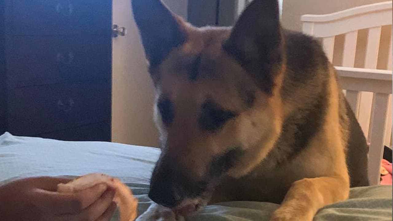 Vanessa Paola Sanchez - "Mi perrito koko lo amo con mi corazón"