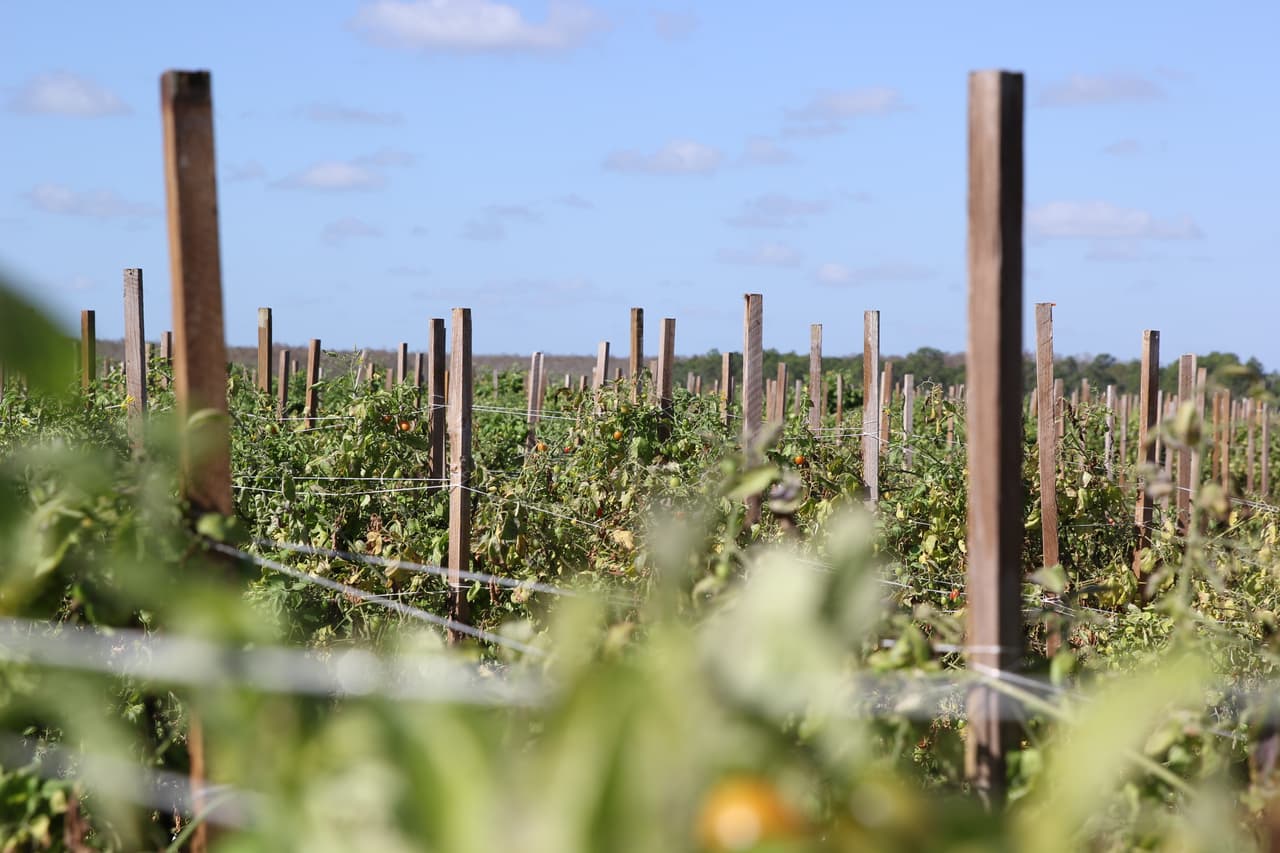 La Coalición de Trabajadores de Immokalee calcula que unas 20,000 personas trabajan piscando tomates en esta localidad. En la imagen, un campo de tomates cherry a unas millas al sur de Immokalee. Los campesinos cuentan que es una de las variedades más difíciles de recoger.