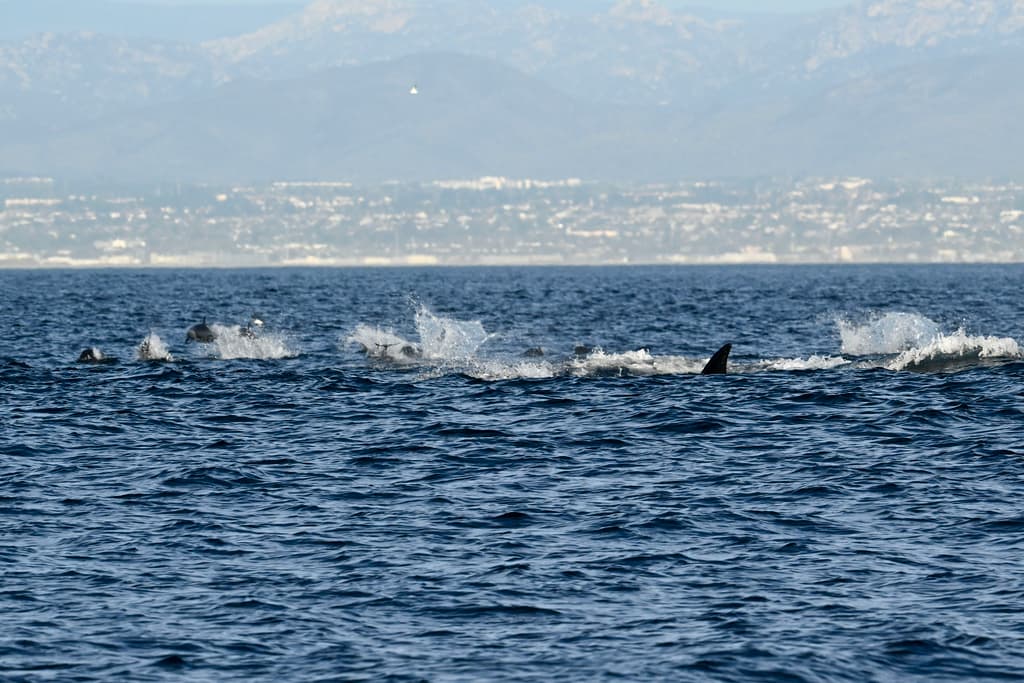 Biólogos marinos que las estudian, captaron este lunes 29 de enero, en Rosarito Beach, a unas 40 millas de distancia, una de las orcas de la manada que ha hecho de San Diego su casa, atacando a un grupo de delfines jóvenes.