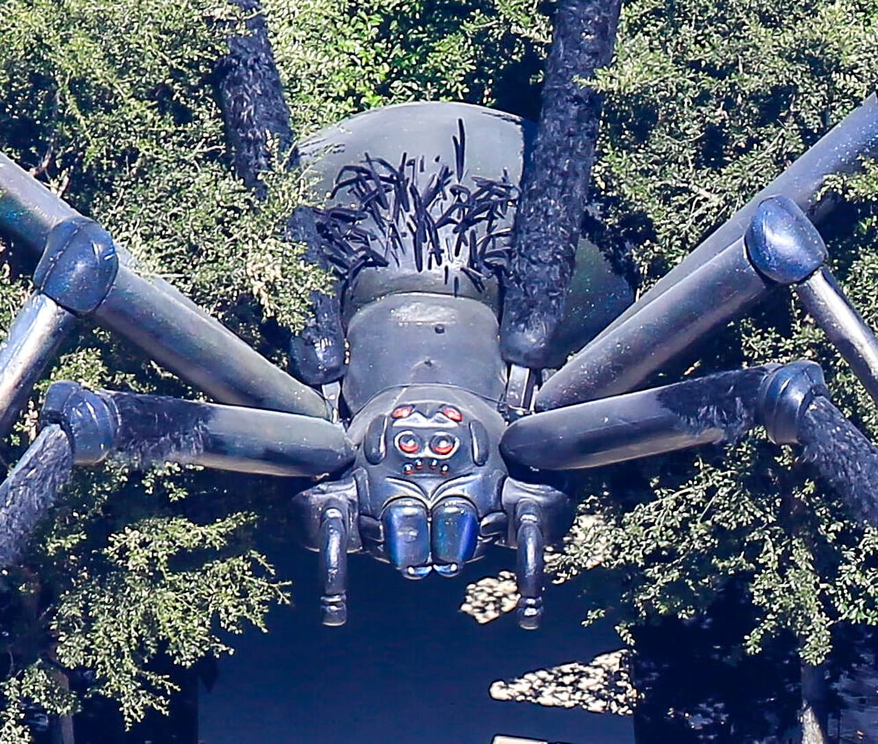 Por la forma y color de la araña, se trataría de una viuda negra que luce atemorizante con sus ojos rojos brillantes y largas patas. 
<br>