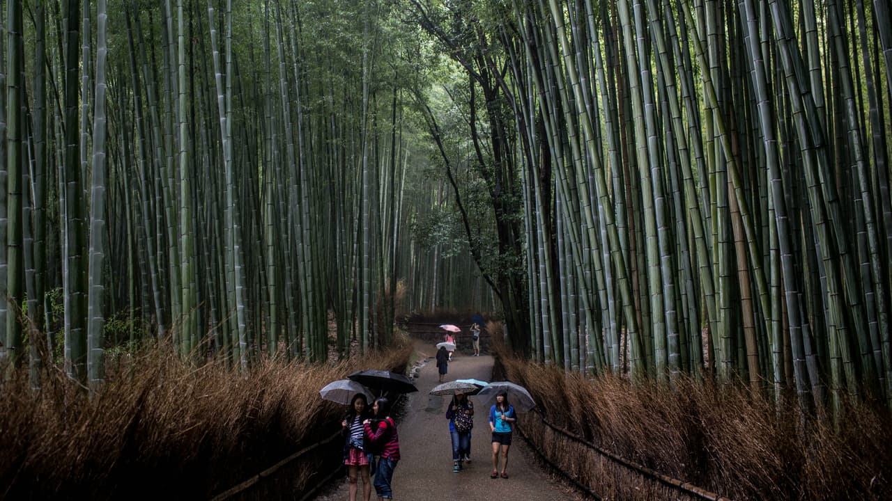 Muy cerca de Kyoto, Japón, se encuentra un pequeño bosque de bambú que ofrece un encantador paseo a través de un sendero de sutil belleza al estilo japonés.