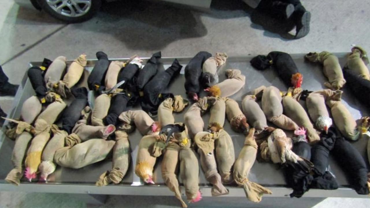 Un total de 47 gallos y gallinas fueron encontrados envueltos en medias dentro de un bolso, y debajo de los asientos, el piso, la guantera y el maletero de un vehículo en Laredo, Texas.