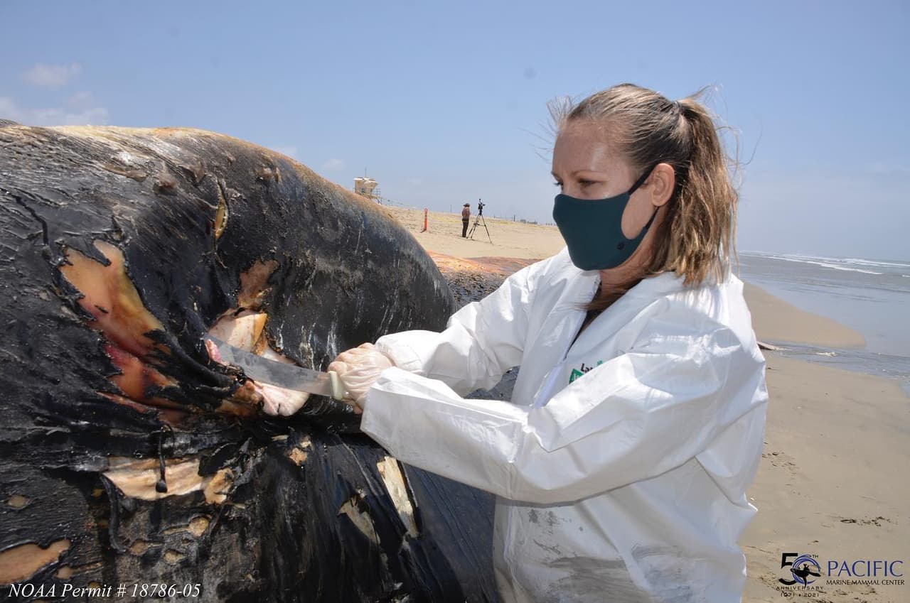 El jueves, el Pacific Marine Mammal Center realizó una necropsia de la ballena y se tomaron algunas muestras para estudios científicos.