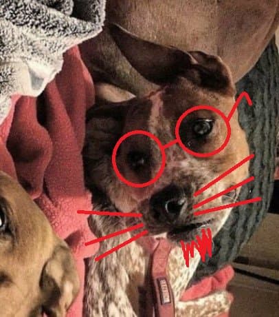 Para aclarar las dudas, 
<a href="https://twitter.com/Gufeton/status/934645869332385793/photo/1?ref_src=twsrc%5Etfw&ref_url=https%3A%2F%2Fverne.elpais.com%2Fverne%2F2017%2F11%2F27%2Farticulo%2F1511772090_625592.html">este usuario de Twitter</a> decidió pintarle gafas al perrito en cuestión.