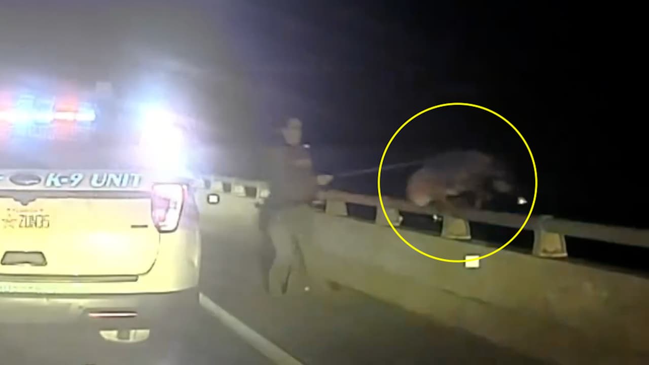 Oficial de Florida salva a un K-9 que saltó desde un puente de 75 pies de altura