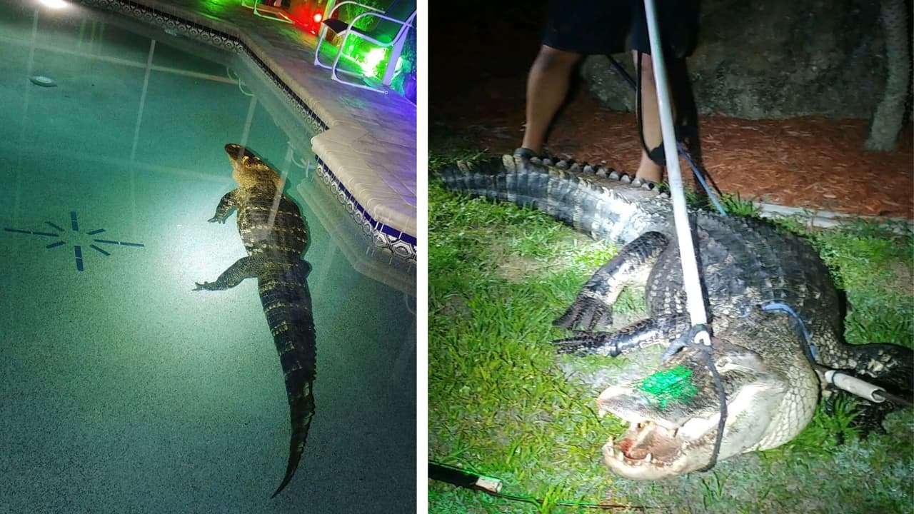 Caimán de más de 10 pies es atrapado en una piscina