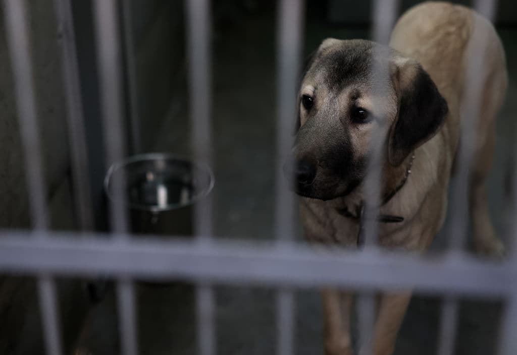 Algunos animales que han sido encontrados solo tras los incendios que afectan varios puntos en Los Ángeles han sido enviados a refugios.