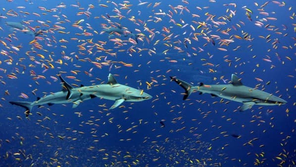 Las tecnologías de pesca son más peligrosas que el cambio climático para la vida marina