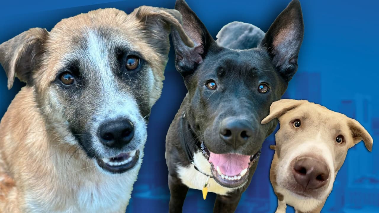 Explora la ciudad de Dallas y haz la diferencia: ¡Pasea a un perro sin hogar!