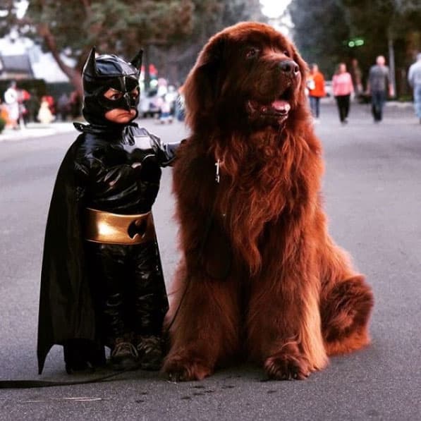 ¿Sabes quién es este tierno Batman? Desde que su madre anunció su embarazo causó una revolución de felicidad entre sus fans.