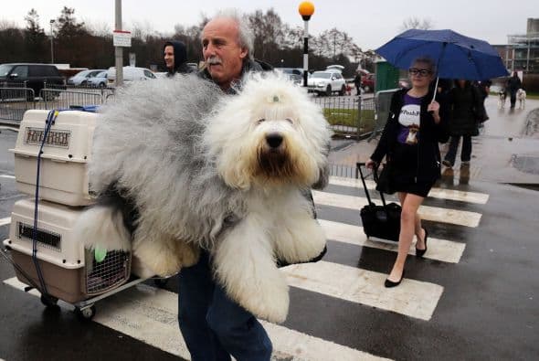 Pero otros son mucho más complejos, pues incluyen largas sesiones de cepillado.