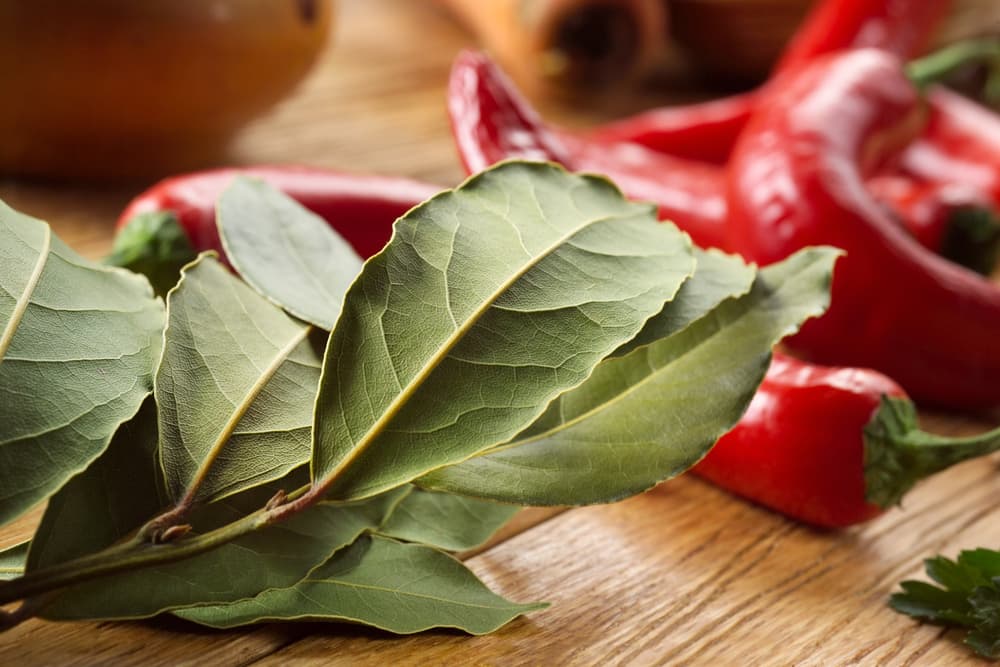 Para hacer un amuleto de laurel es sumamente sencillo: cortas una hoja o varias del árbol, las dejas secar y luego las llevas contigo en todo momento en tu bolsa, bolsillo, cartera o donde puedas.