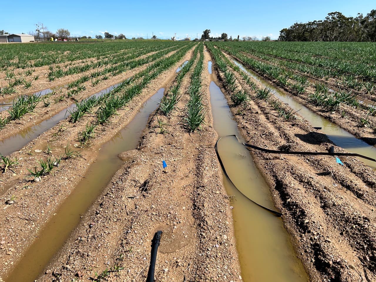 Tormentas invernales causan estragos en el campo y pérdidas de empleo