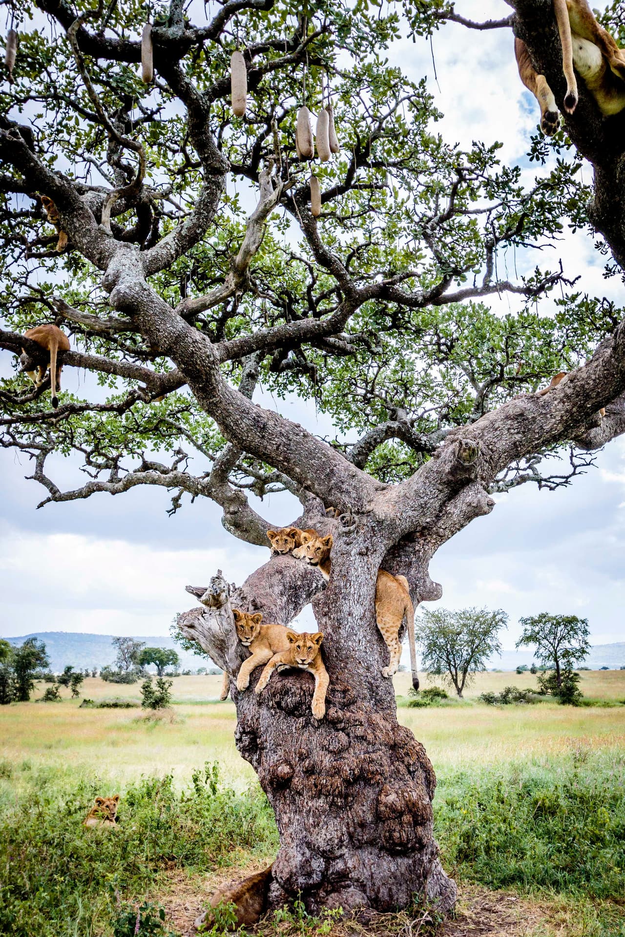 Un fantástico lugar para usarlo de refugio.