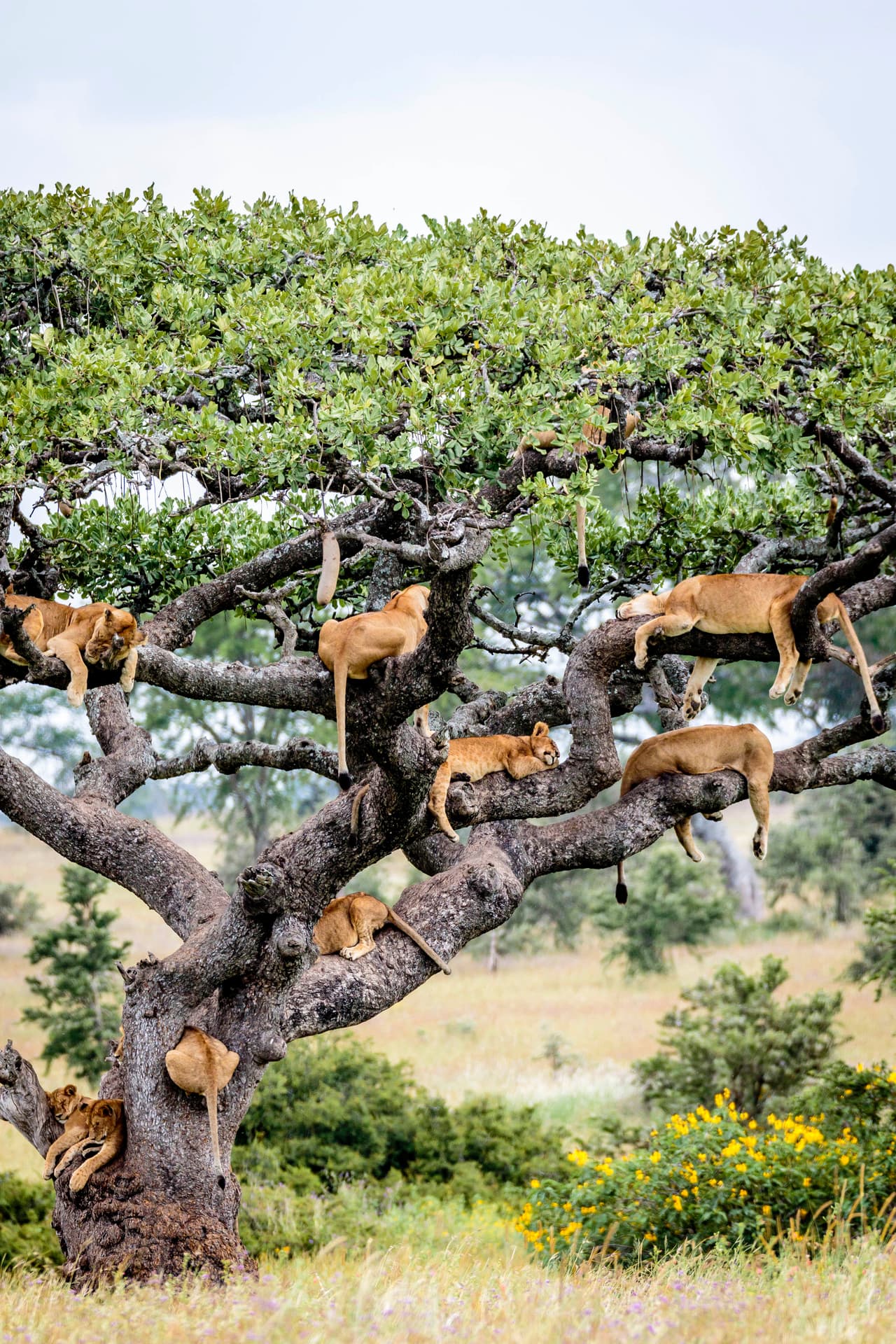 ¡Una leona tenía un gran vientre y estaba dejando que colgara desde el árbol!