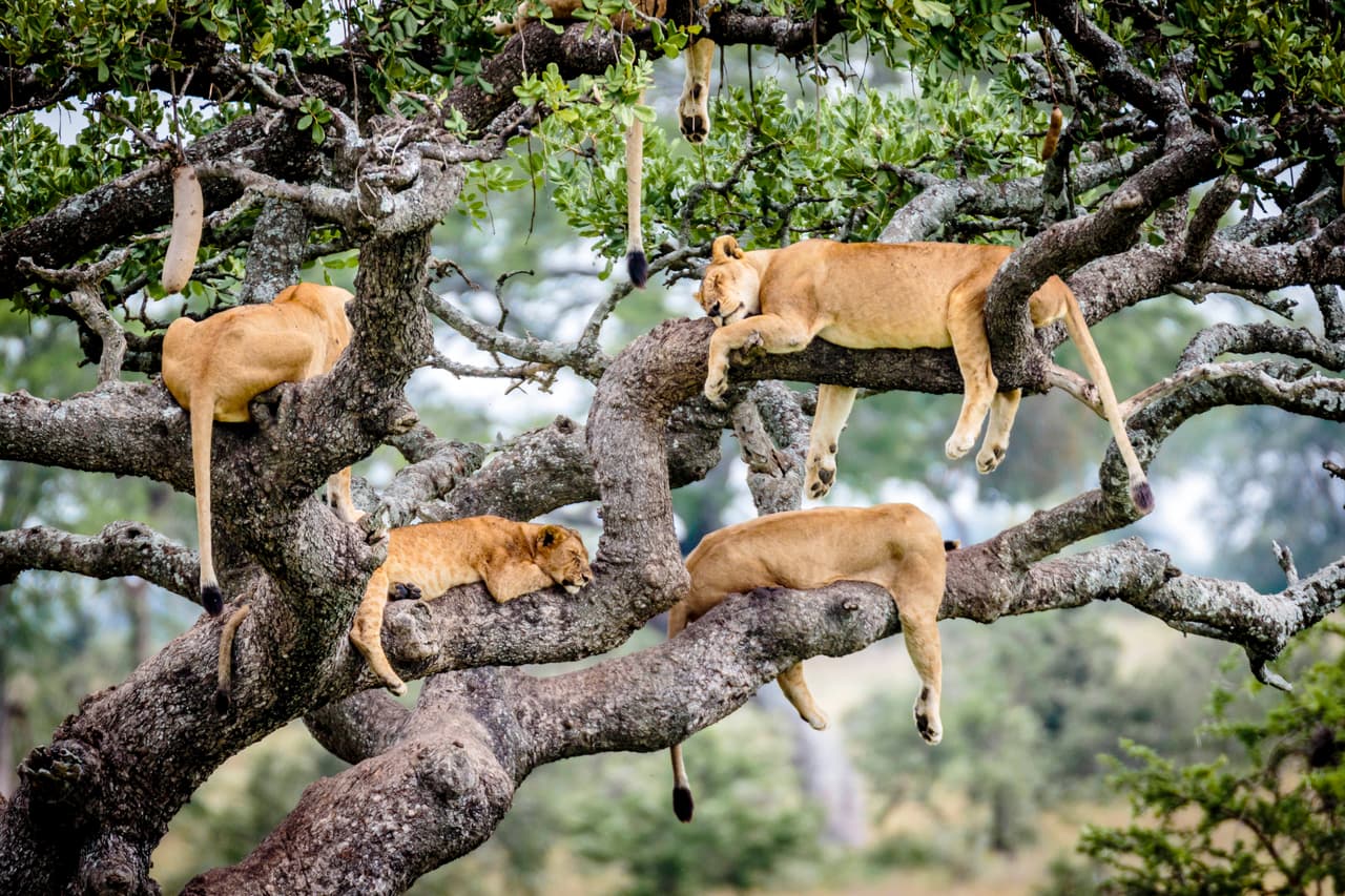 Ver a tantos leones y leonas juntas les pareció increíble y gracioso en algún momento.